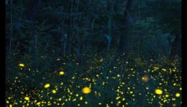 Licurici trecători: stăpânirea tehnicilor pentru a capta farmecul bioluminiscenței