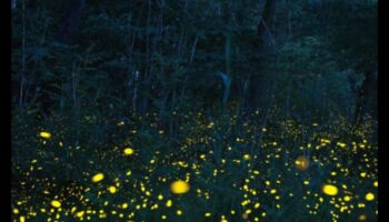 Licurici trecători: stăpânirea tehnicilor pentru a capta farmecul bioluminiscenței